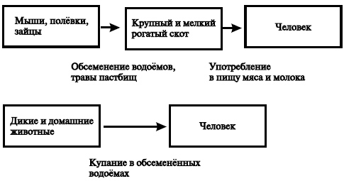 Лептоспироз. Причины, симптомы, лечение и профилактика лептоспироза