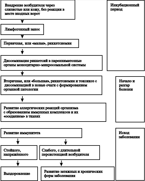 Ку-лихорадка