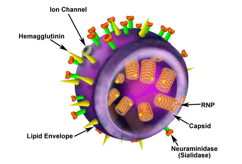 Свиной грипп A(H1N1)