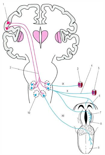 Рис. 1-14. Ход центральных двигательных нейронов к ядрам IX, Х и XII пар Ч Н 