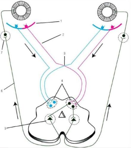 Рис. 1-6 . Схема дуги зрачкового рефлекса на свет