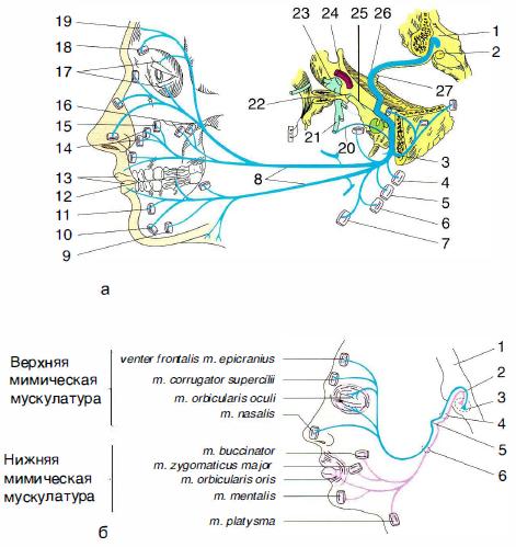 Рис. 1 -9. Топография лицевого нерва и мимической мускулатуры
