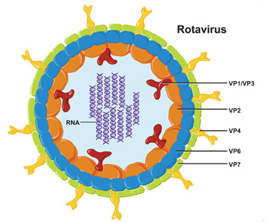 Ротавирус